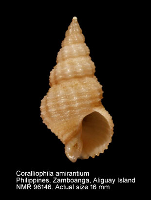 Coralliophila amirantium.jpg - Coralliophila amirantium E.A.Smith,1884